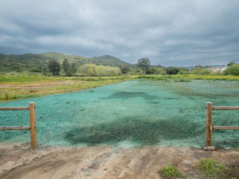 Front Yard Hydroseeding