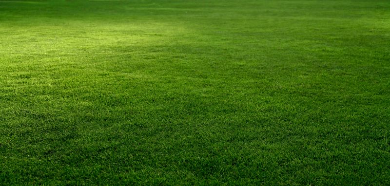 Front Yard Hydroseeding