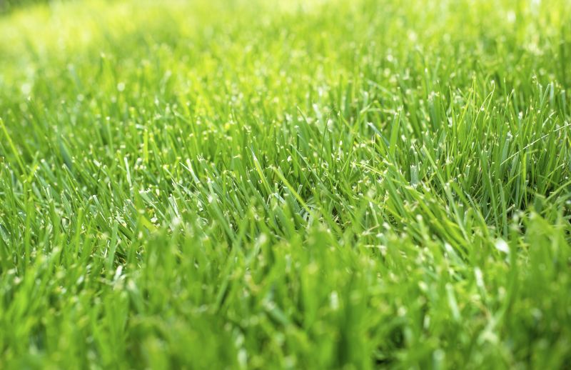 Front Yard Hydroseeding
