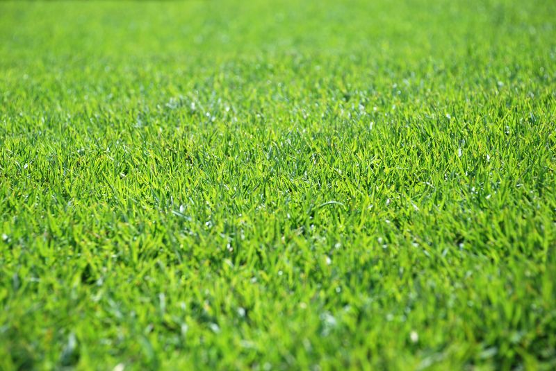Front Yard Hydroseeding