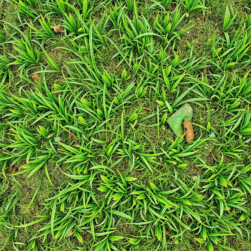Front Yard Hydroseeding