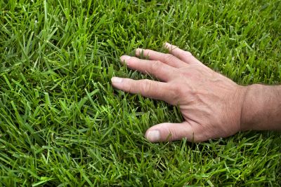 Lawn Disease Treatment in Ventura County, CA