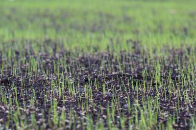 Lawn Reseeding Service in Ventura County, CA