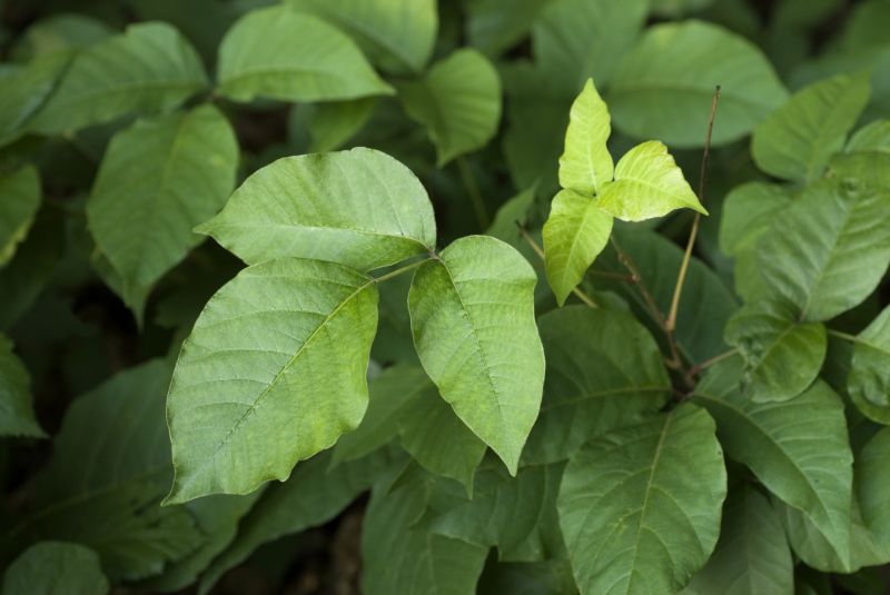 Poison Oak Removal in Lancaster County, PA
