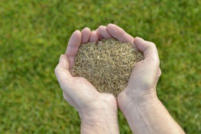 Post-Seeding Watering