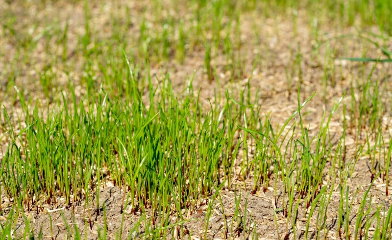 Spring Grass Seeding in Ventura County, CA