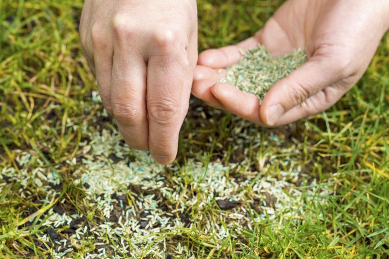 Spring Lawn Overseeding in Ventura County, CA