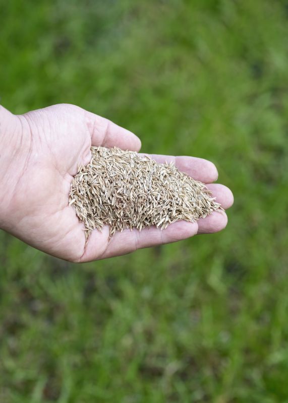 Yard Seeding in Ventura County, CA