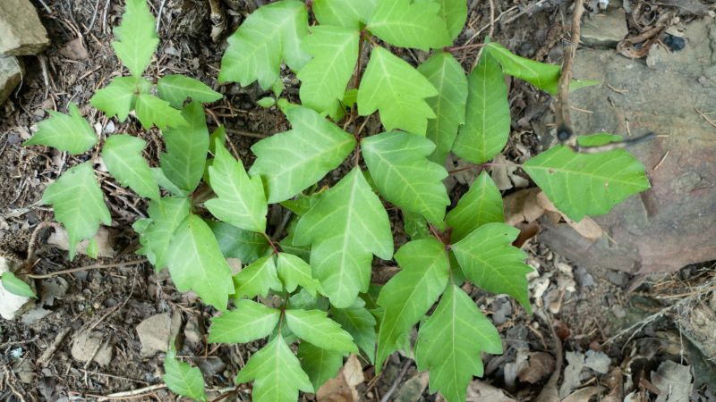 Poison Ivy Removal in Allentown, PA