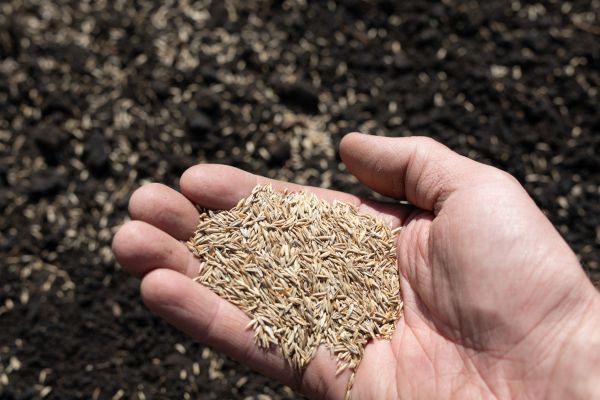Seed Spreading