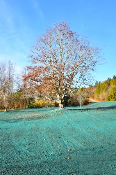 Yard Hydroseeding