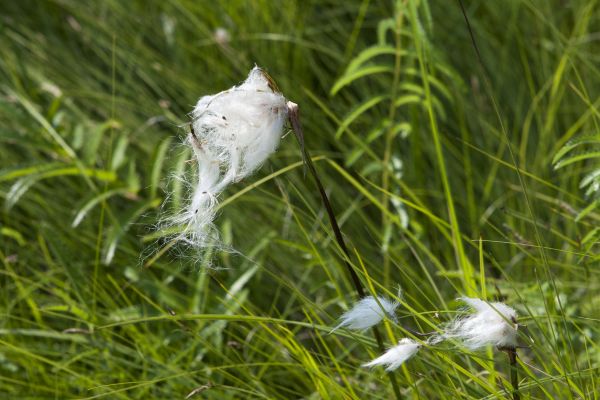 Seed Dispersal Service